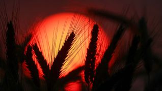 Die Ozonwerte sind in Europa außergewöhnlich hoch für die Jahreszeit.