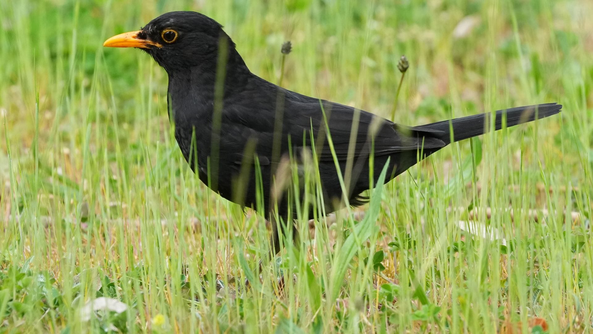 Die Amsel braucht naturnahe Gärten und Grünflächen. (Archiv)