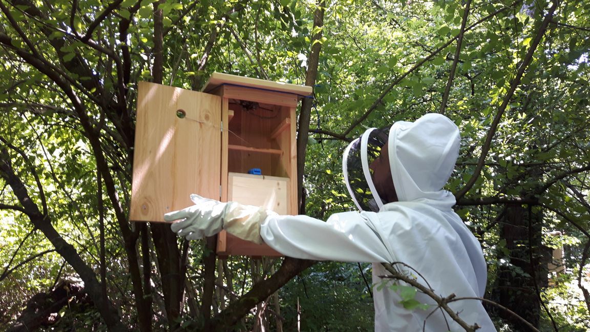 Ein Mitarbeiter der unteren Naturschutzbehörde bei der Kontrolle nach einem erfolgreichen Wespennest-Umzug. Bild: z   z
