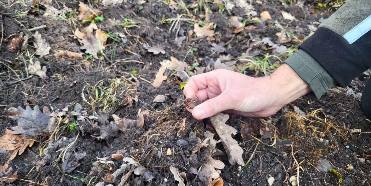 Eichel- und Buchenmast liefern reichlich Nahrung im Wald.