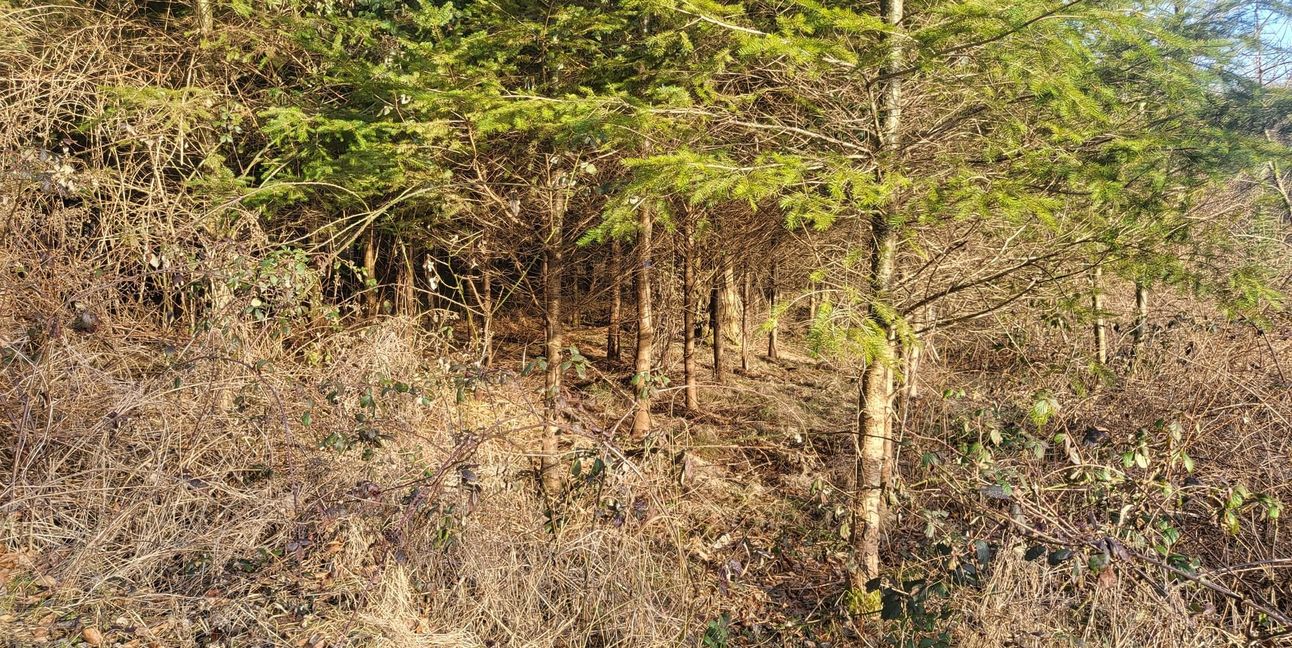 Dichte Vegetation bietet den scheuen Wildschweinen Schutz.