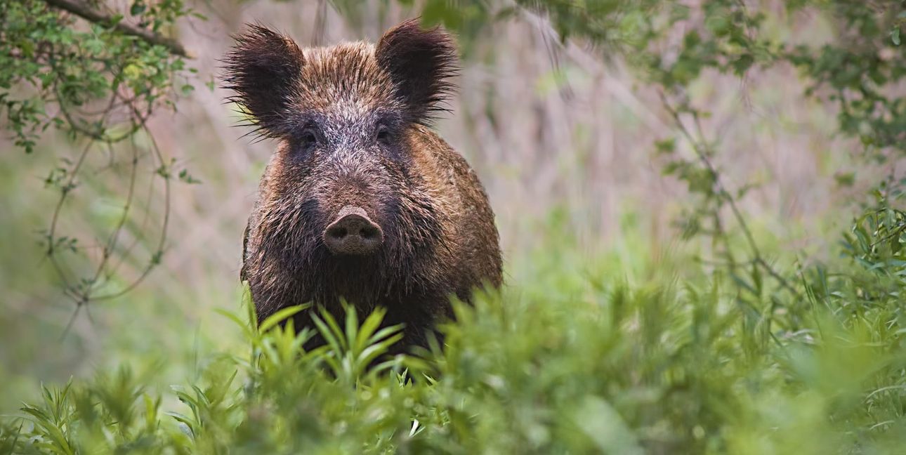 Das Wildschwein von Maichingen wird eine seltener Ausreißer bleiben.