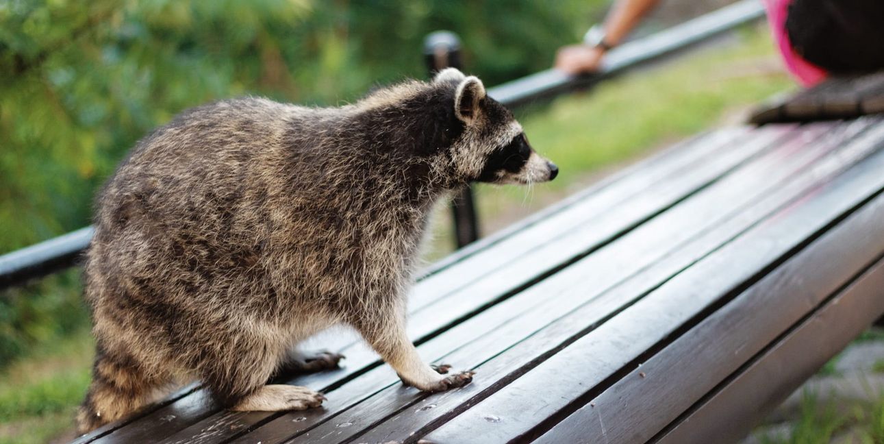Begegnungen mit Füchsen, Waschbären und anderen Arten werden immer häufiger.