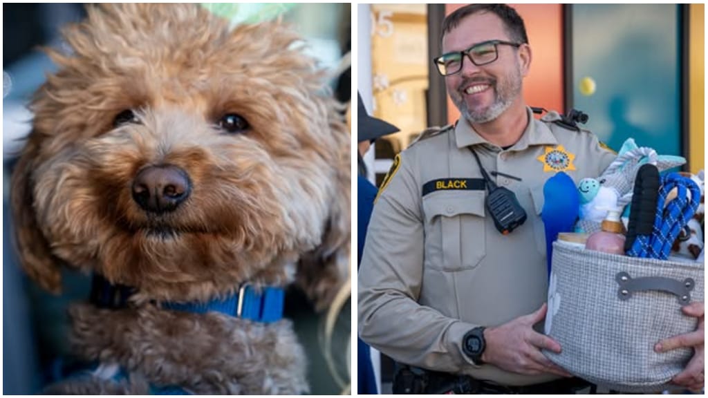 Golden Doodle "Jet Blue" wurde von seinem Finder, Officer Skeeter Black, adoptiert.