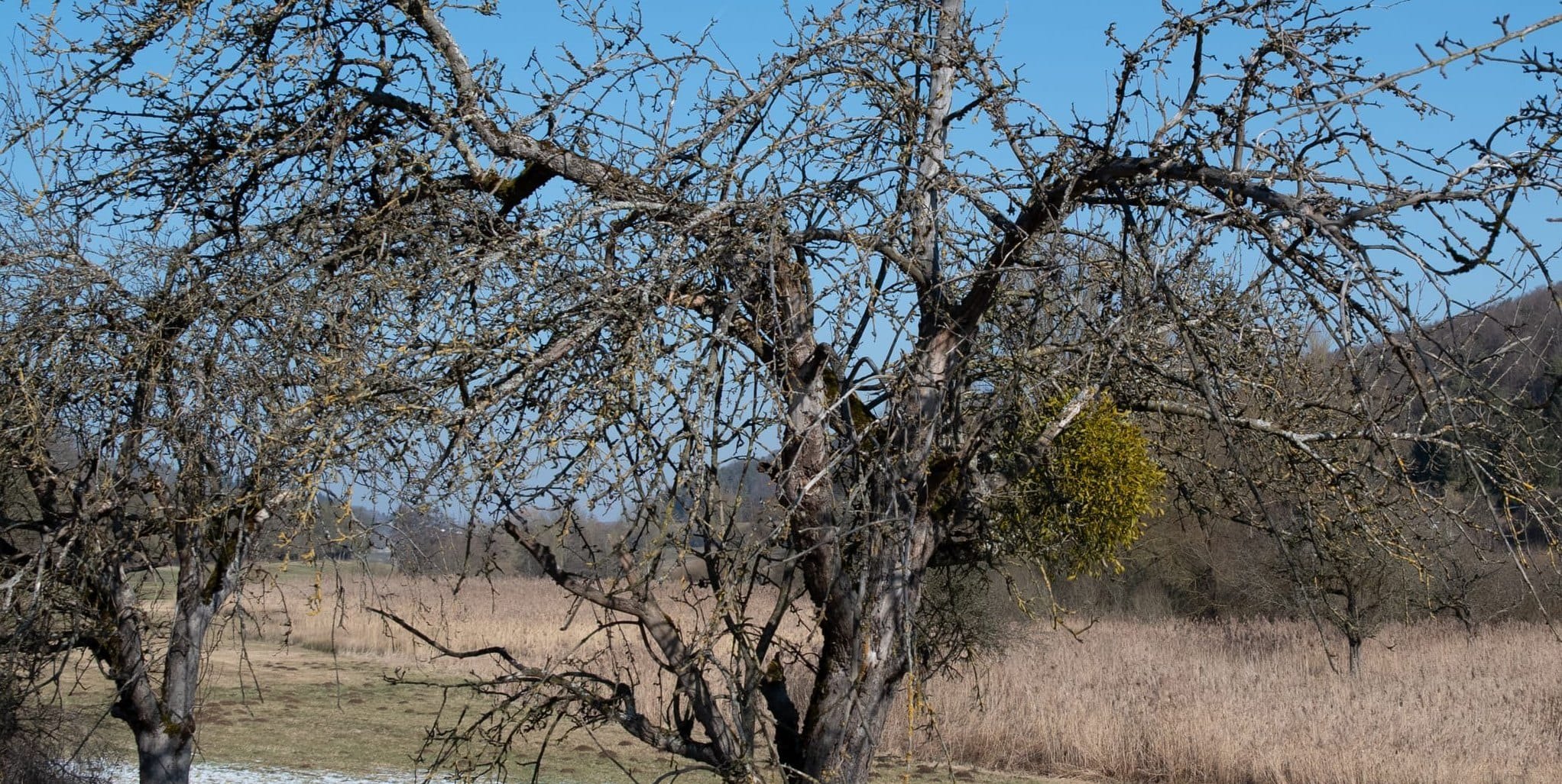Misteln verbreiten sich im Kreis Böblingen und setzen den Streuobstbäumen zu.