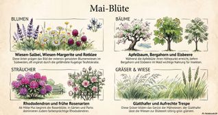 Die SZ/BZ-Montagsgrafik zeigt, welche Arten laut Bienenweidekatalog des Landes Baden-Württemberg und der Universität Hohenheim sowie laut Naturschutzbund für den Kreis Böblingen als besonders nennenswert gelten, sortiert nach Kategorien.