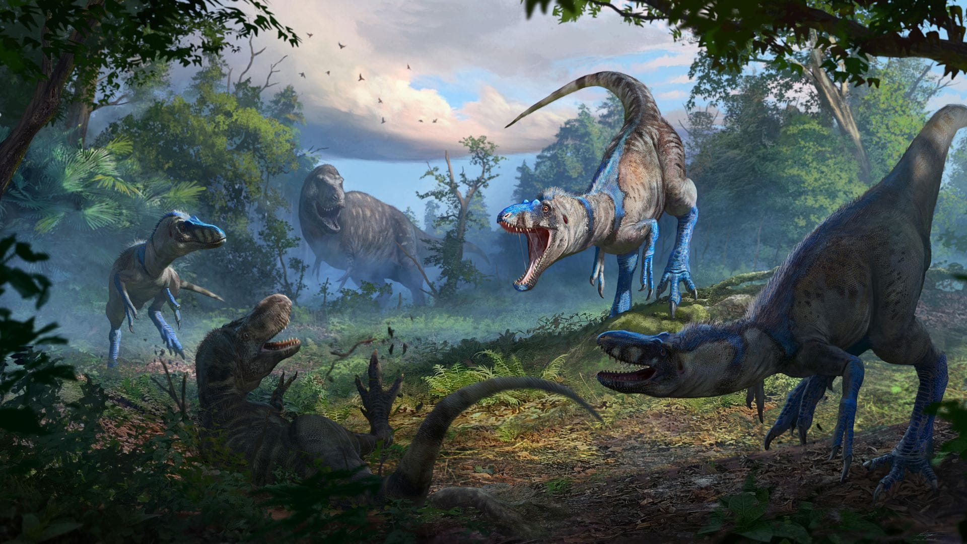 Nanotyrannus war wohl ein schlankerer, schnellerer und wendigerer Jäger als der T-Rex.