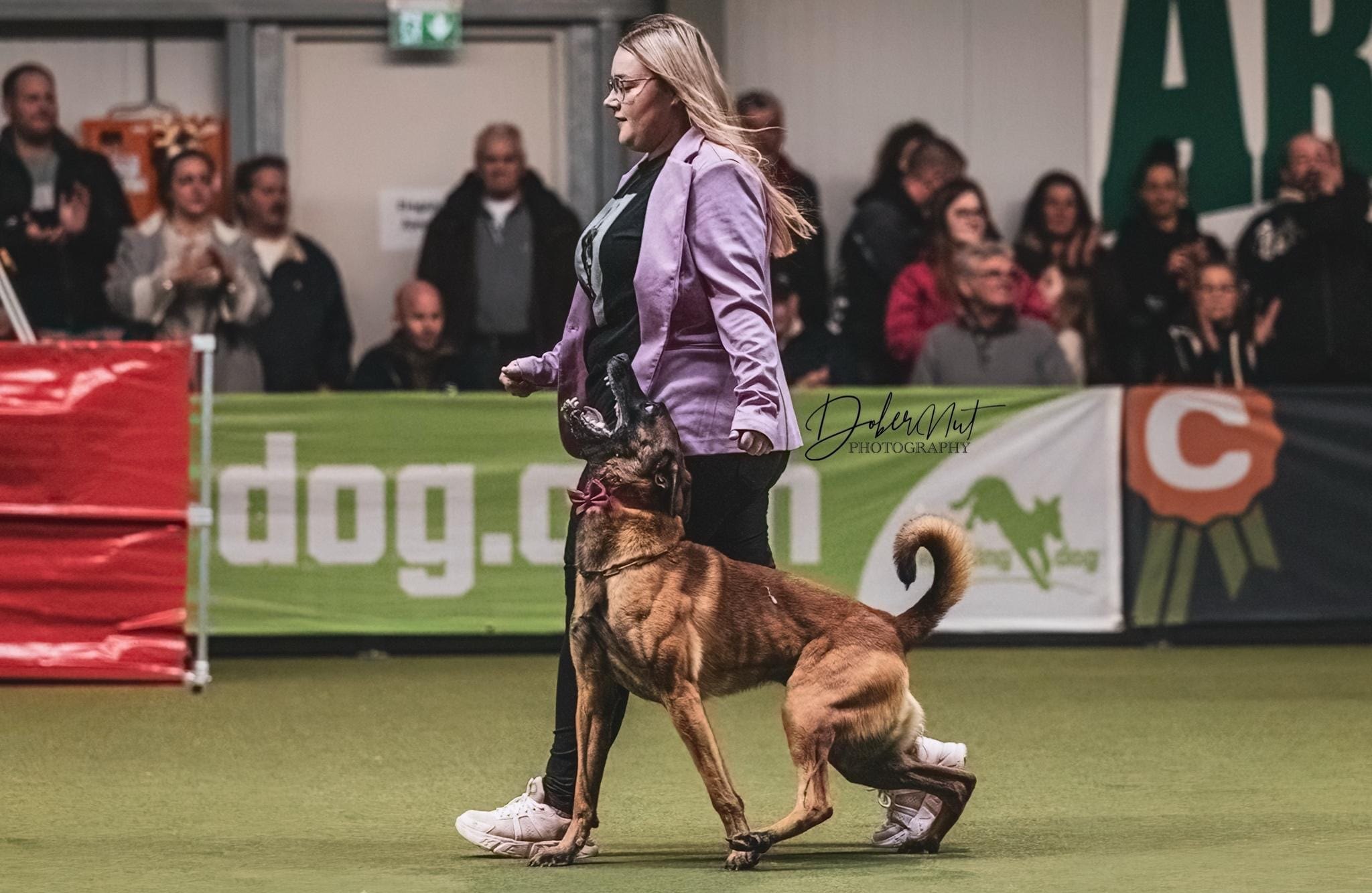 Perfektes Zusammenspoiel: Emilie Höfner und ihr Ice Mango beim Gebrauchshundesport. Die beiden fahren demnächst für den Schäferhundeverein Sindelfingen zur Deutschen Meisterschaft.