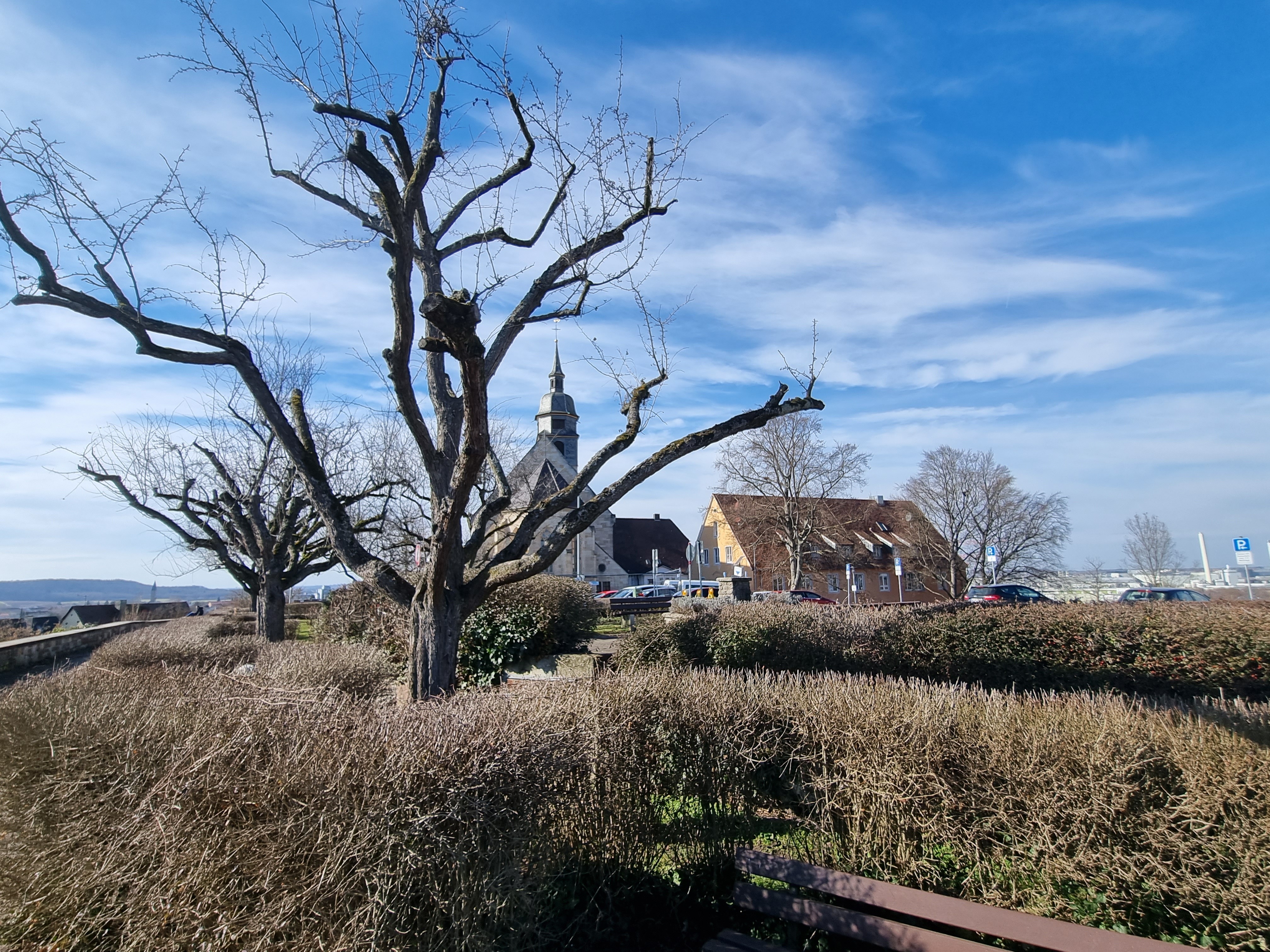 Demnächst sollen auf dem Böblinger Schlossberg archäologische Grabungen beginnen. Zuvor müssen aber die dort stehenden Bäume weichen. Bild: Hamann
