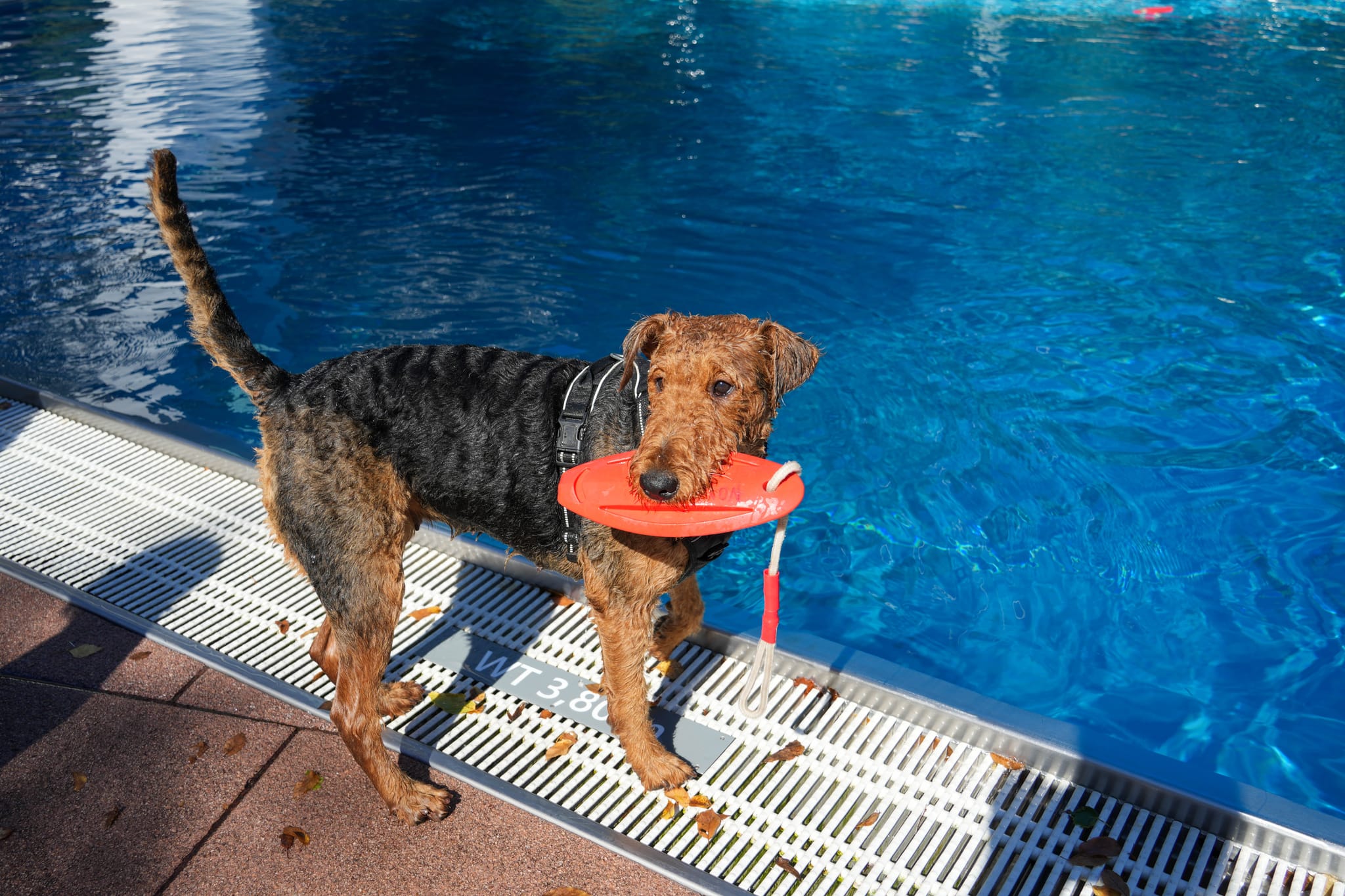 Ein Spaß für Hund und Mensch.