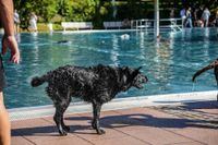 Ein Spaß für Hund und Mensch.