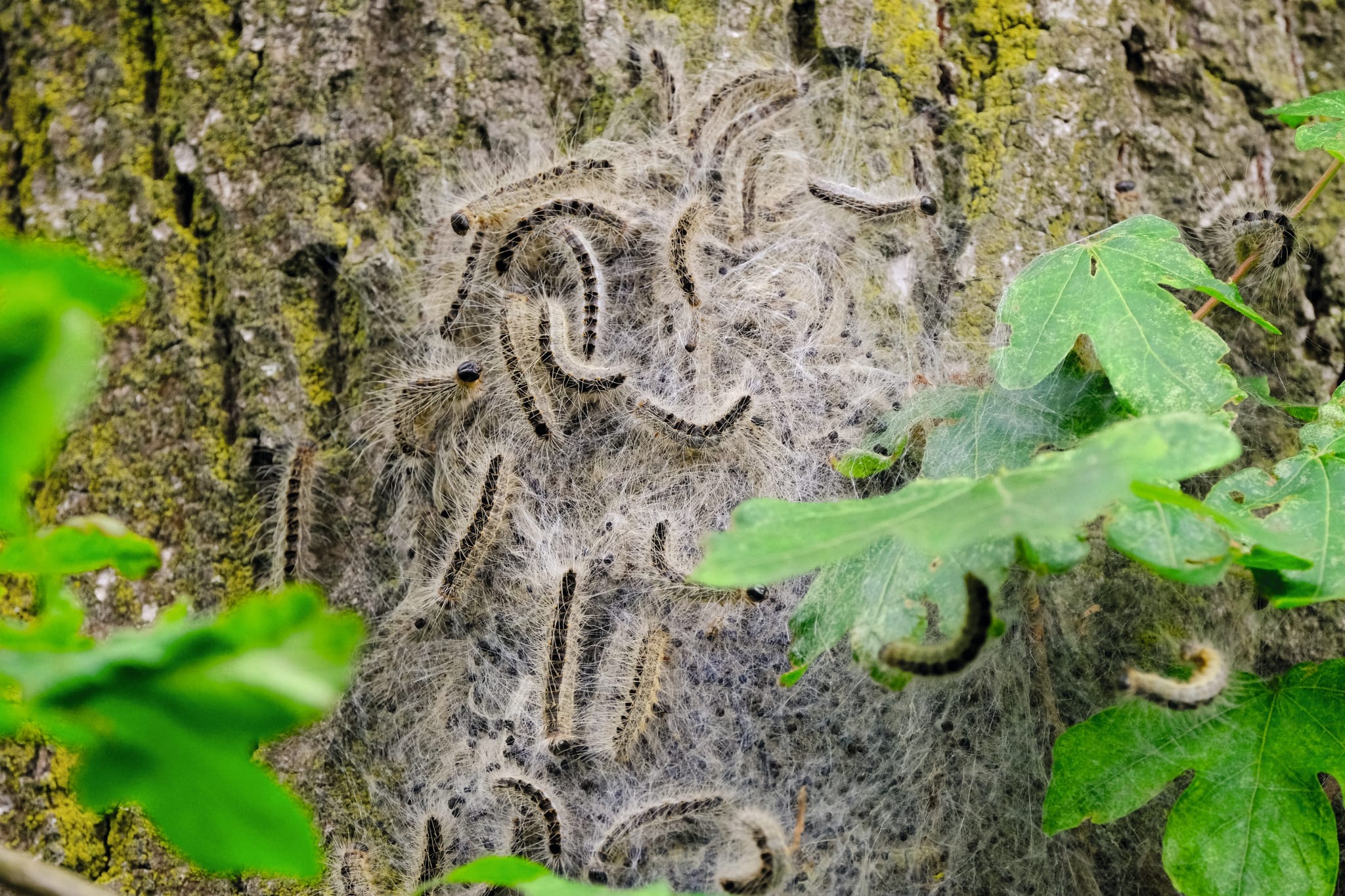 Unerwünschter Gast: Der Eichenprozessionspinner mit seinen Brennhaaren.