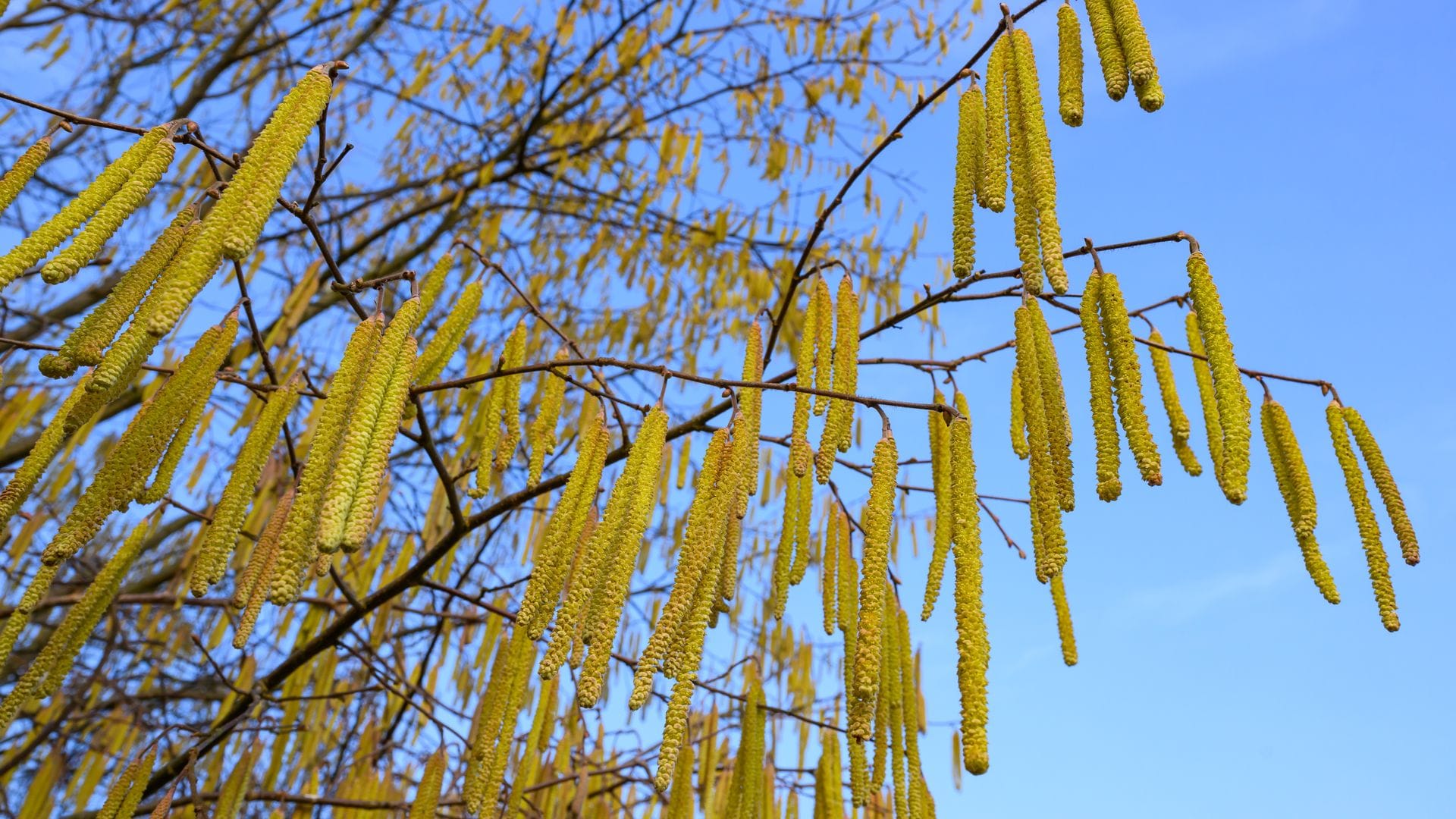 Pollen sind die häufigsten Auslöser allergischer Atemwegserkrankungen.