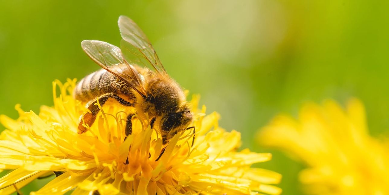 Bienen sind die großen Sympathieträger unter den Insekten.