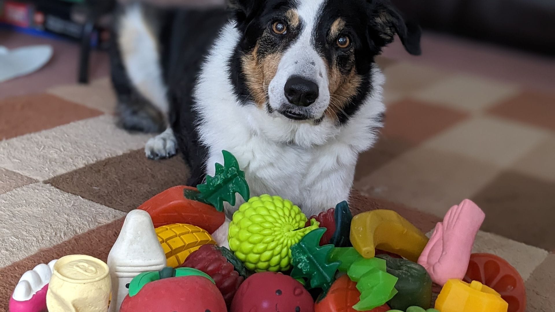Der elf Jahre alte Border Collie-Rüde Bryn aus Großbritannien kennt die Namen von etwa 100 Spielzeugen.