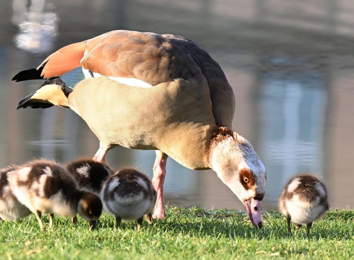 Nilgänse bevölkern den Stuttgarter Schlossgarten – aber auch in den umliegenden Straßen tauchen sie auf.
