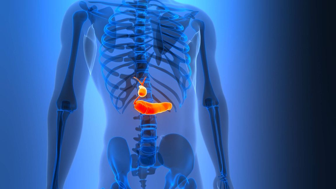 Innere Organe des Menschen mit Bauchspeicheldrüse (groß) und Gallenblase.