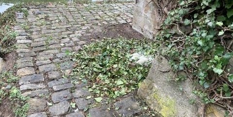 Ein Blick auf die Schwaneneier im Burggraben.