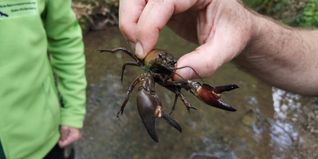 Seltene Art unter Druck: Der heimische Steinkrebs kämpft im Schönbuch ums Überleben.