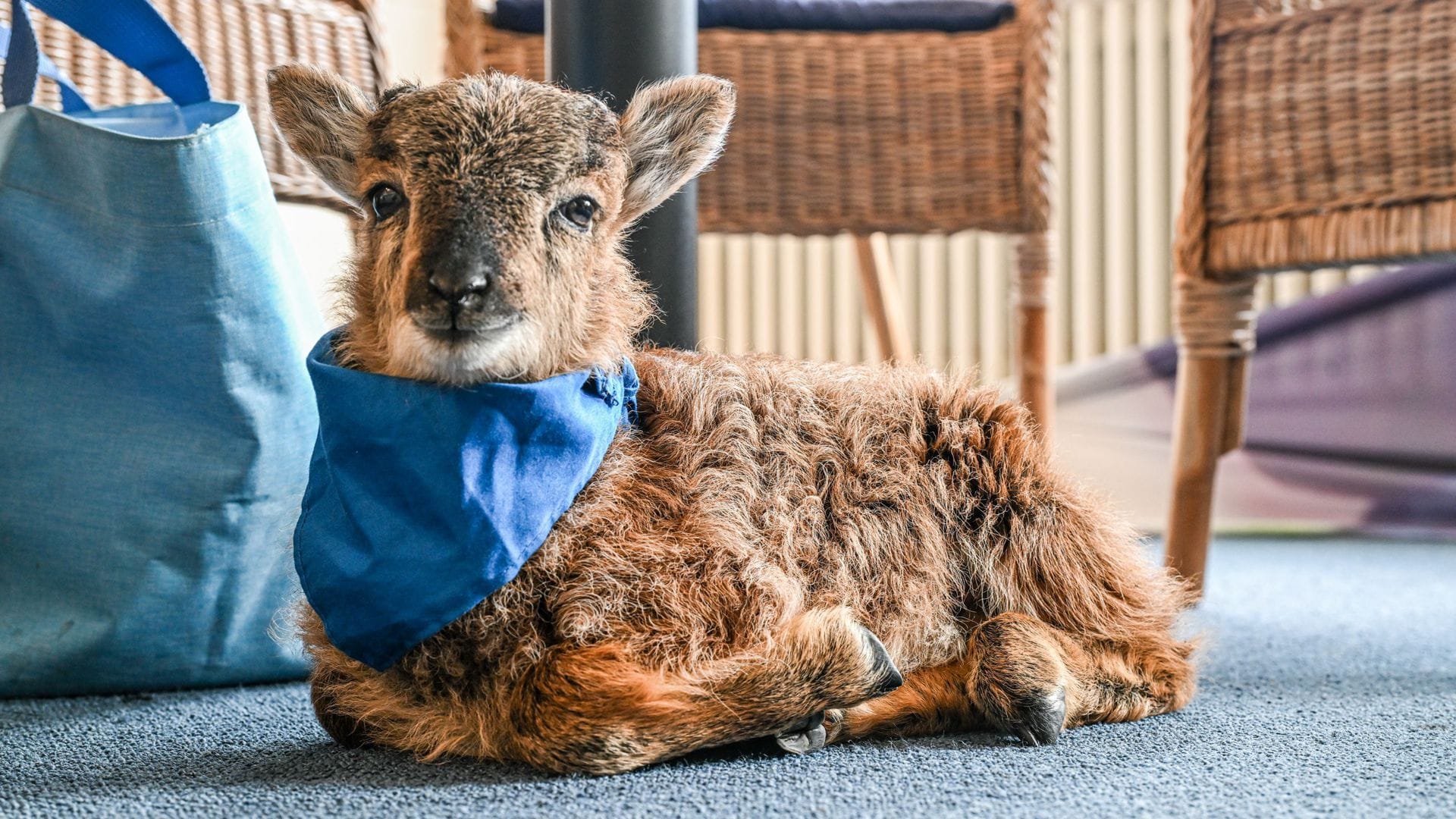 Das kleine Flaschenlämmchen Henry liegt im Büro der Bürgermeisterin von Enzklösterle.