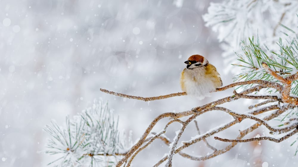 Der Katharinentag gilt als wichtiger Lostag im Bauernkalender. Alte Bauernregeln sollen am 25. November Hinweise darauf geben, wie Winter und Februar ausfallen könnten.