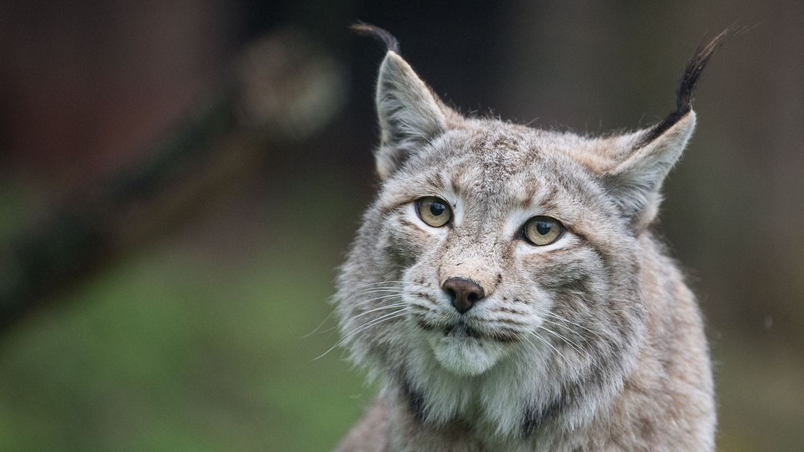 Der Zoo in Aalborg weist darauf hin, dass Raubtiere wie Luchse auf ganze Beutetiere angewiesen sind - gerne auch Haustiere. (Archivbild)