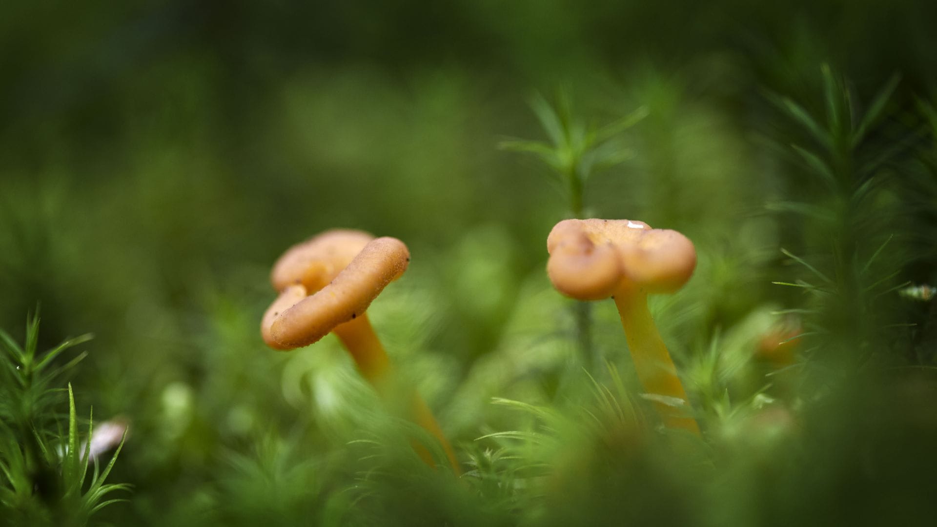 Auch im Sommer könnten Pilzbegeisterte ihrem Hobby nachgehen. (Sybolbild)