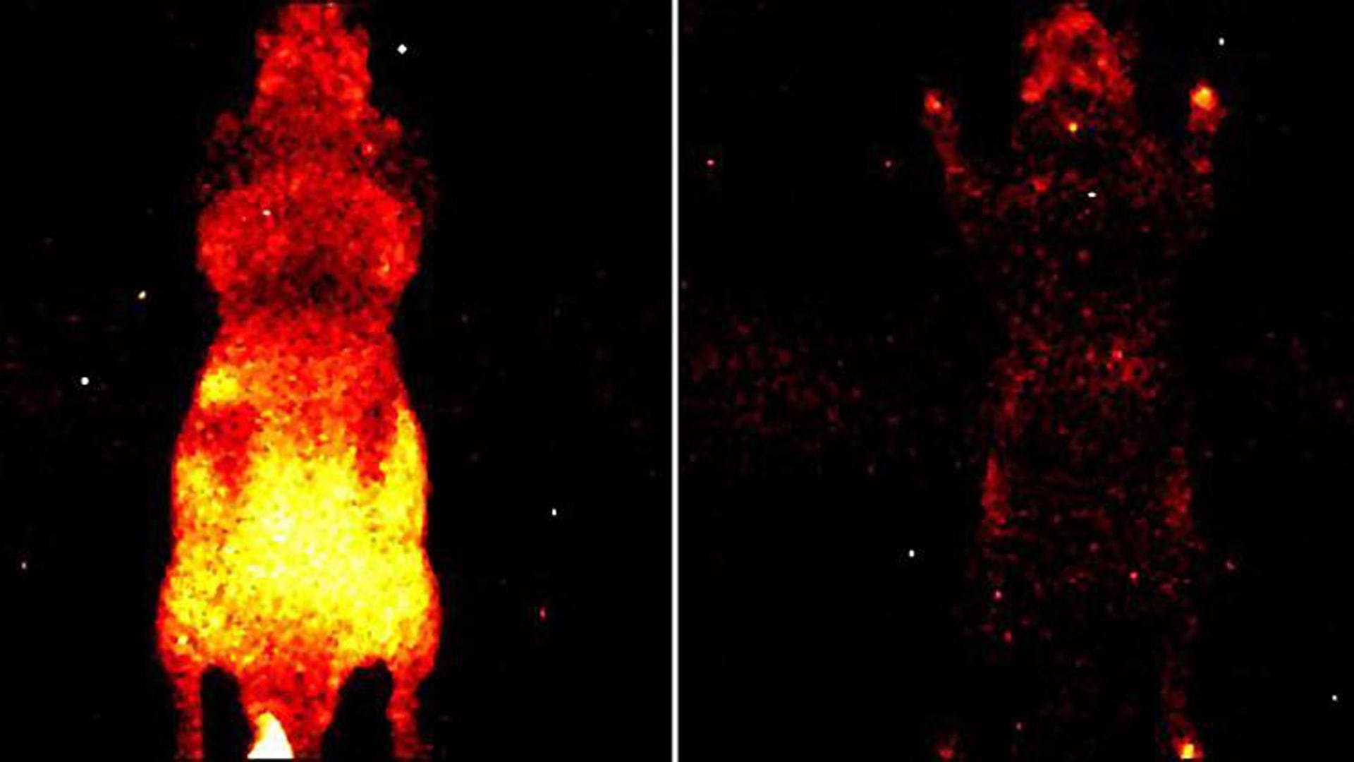 Es gibt tatsächlich ein Lebenslicht: Aufnahme der von der Oberfläche einer lebenden (li.) und einer toten (re.) Maus abgestrahlten Photonen.