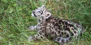 Bereits am 20. April kam in der Wilhelma der junge Schneeleopard zur Welt. Mittlerweile zeigt er sich immer häufiger.