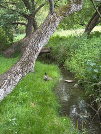 Sommer in den Sindelfinger Parks.