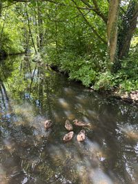 Sommer in den Sindelfinger Parks.