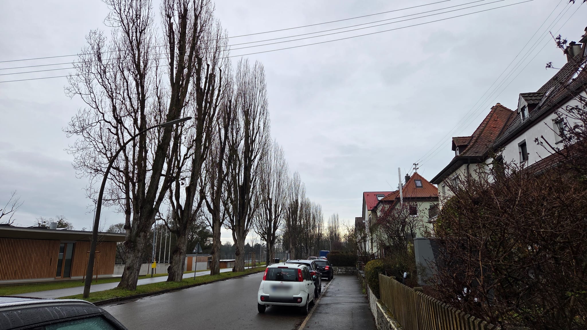 Diese Pappeln in der Rosenstraße sind von den Planungen betroffen.	Bild: Klemm