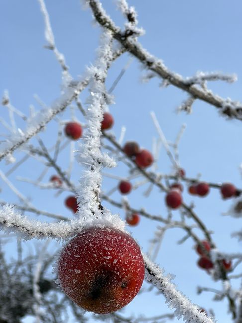 Der viel zu warme Winter führt dazu, dass manche Pflanzen zu früh austreiben. Sollte eine kalte Phase mit Minustemperaturen folgen, könnten die Pflanzen Schäden erleiden. Bild: Jung
