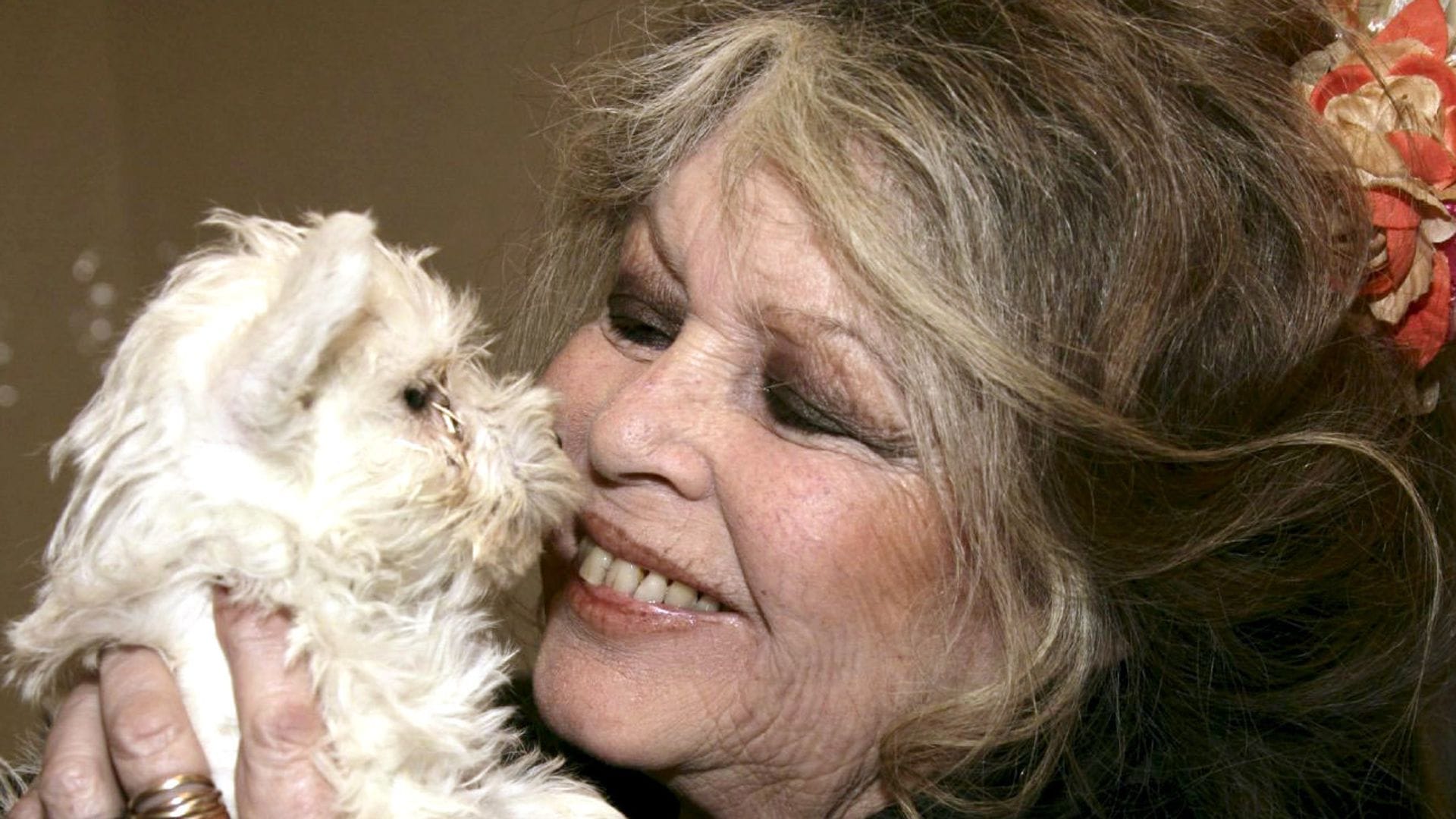 Brigitte  Bardot 2005 –  Tierschützerin und Enfant terrible