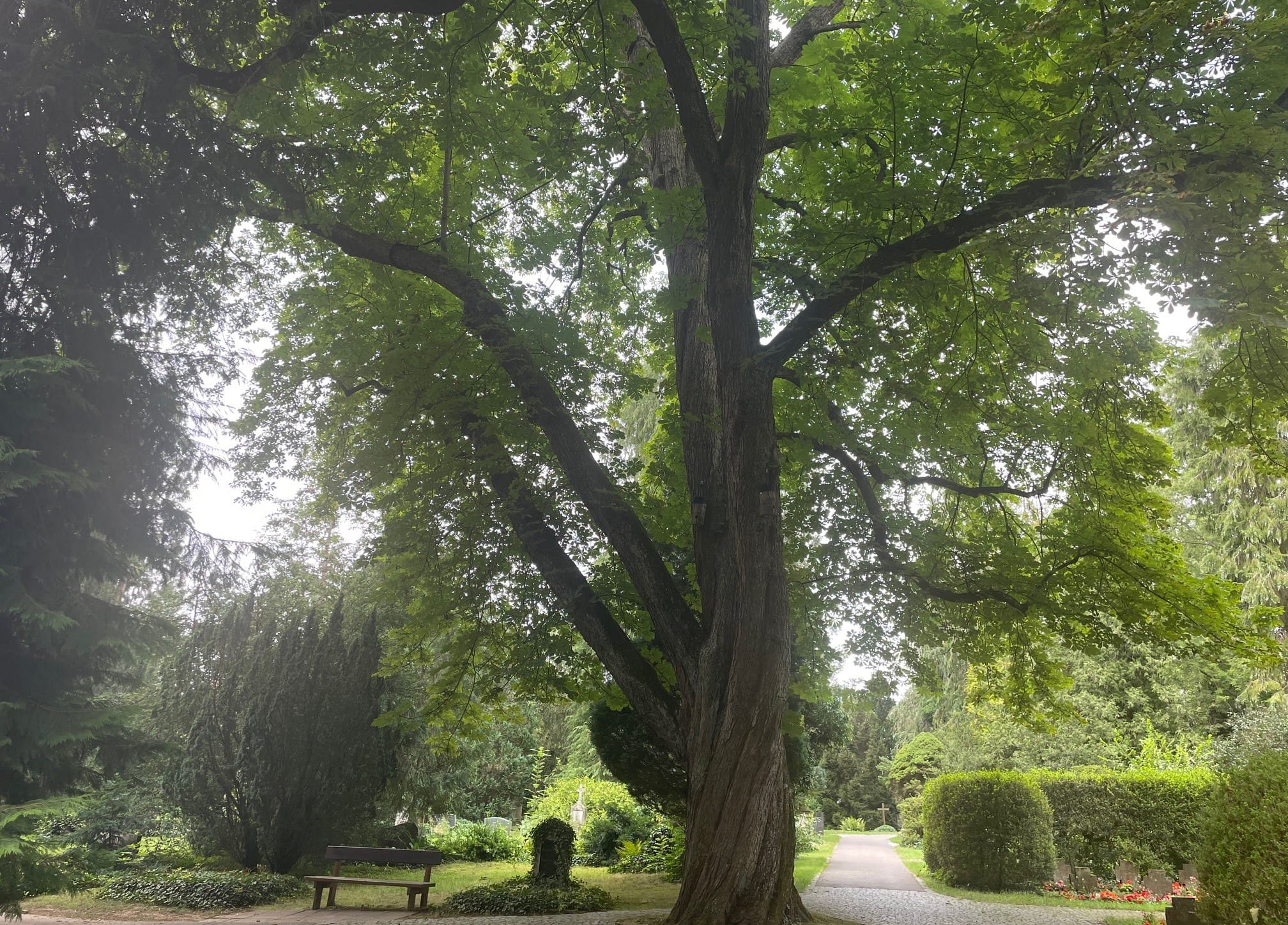 Besonders an heißen Tagen ist der Alte Friedhof ein beliebtes Ziel.
