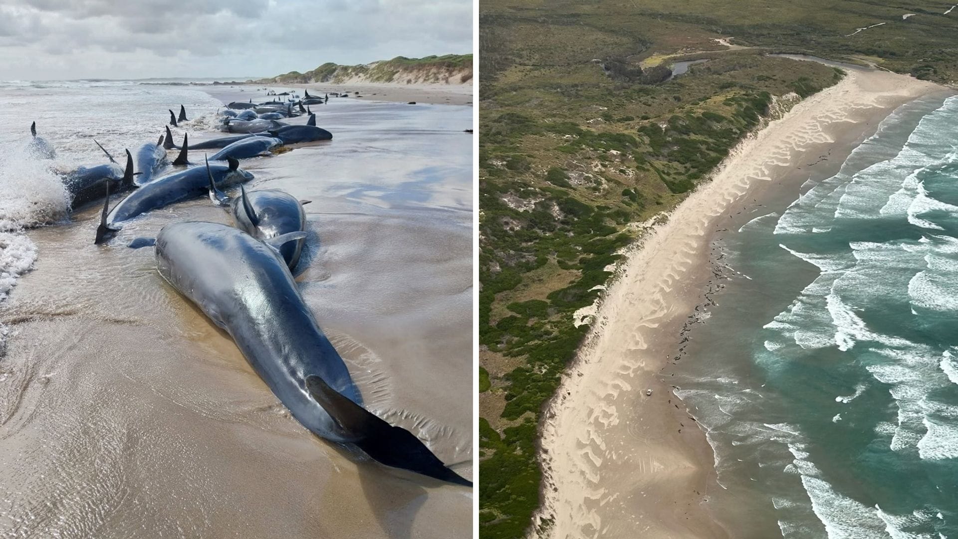 Es war die erste Strandung dieser Spezies seit 50 Jahren.