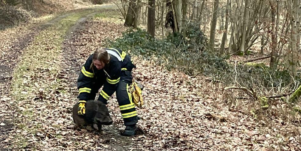 Geschafft. Das Schwein ist eingefangen..