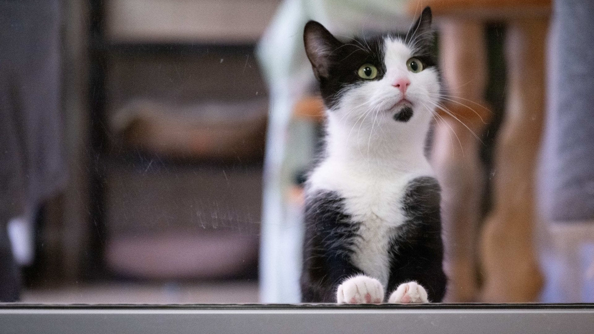 In Deutschland gibt es bislang keine allgemeine Chip- und Registrierungspflicht für alle Hunde und Katzen.