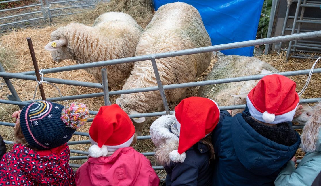 Die Schafe sind ein Anziehungspunkt für die Kinder.