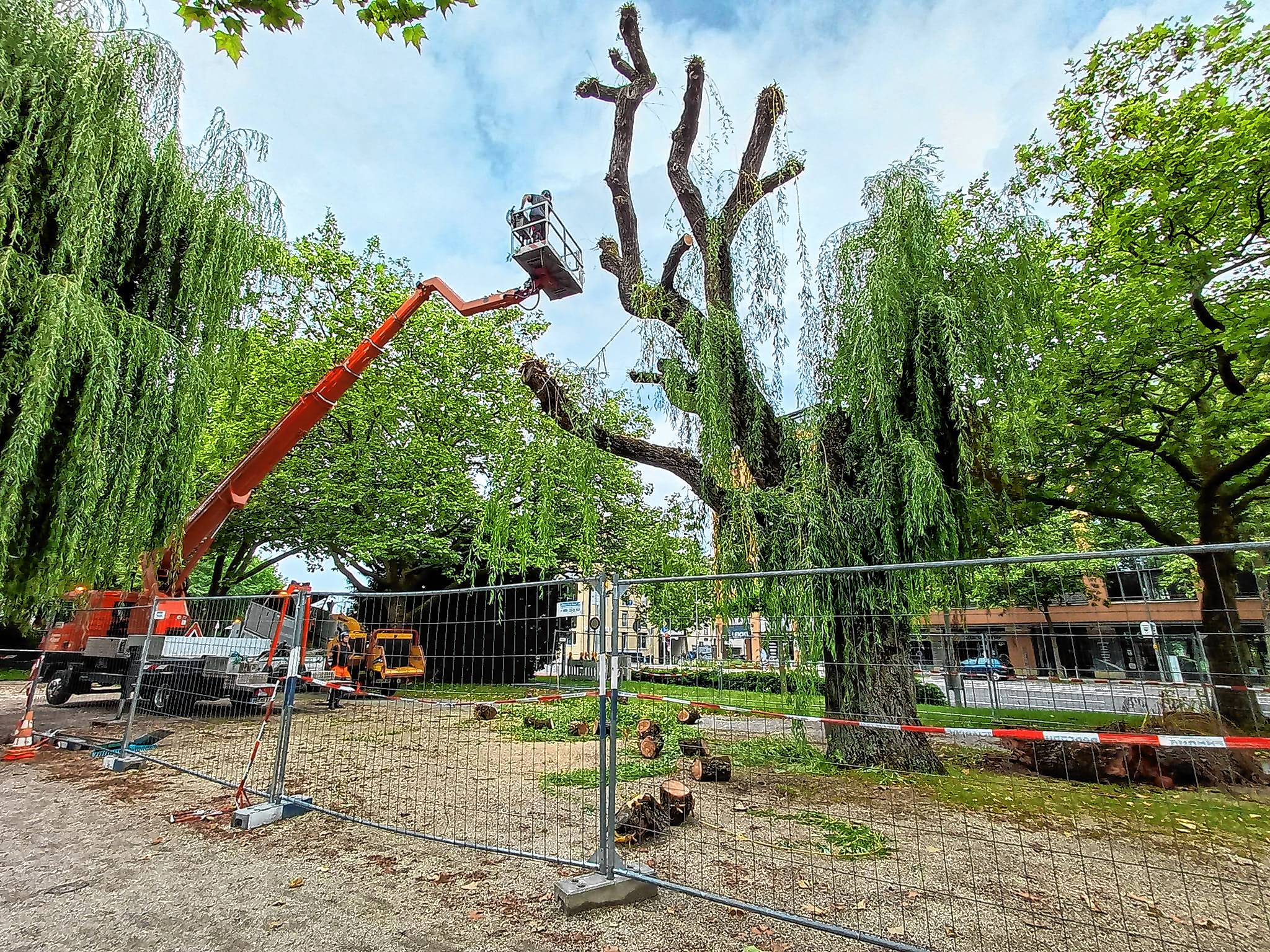 Baumpfleger haben die maroden Teile der Trauerweide abgesägt.