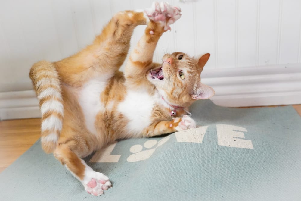 Sind orange Katzen so verrückt, wie ihr Ruf besagt?