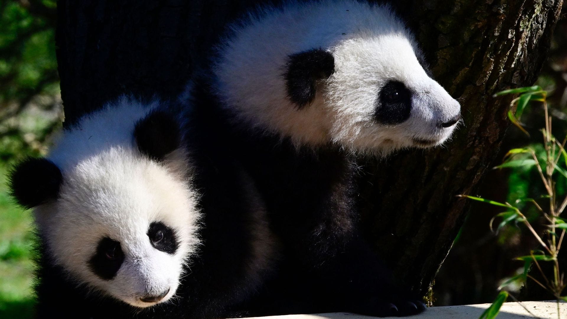 Die Panda-Zwillinge genießen die Sonne.