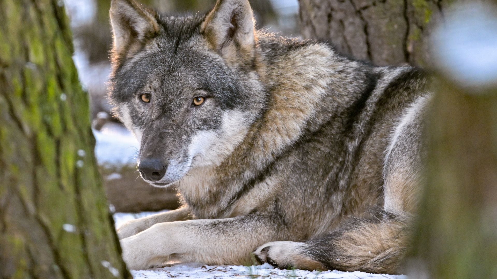 Der Hund stammt vom Wolf ab und begleitet den Menschen schon seit mehr als 15.000 Jahren. (Archivbild)