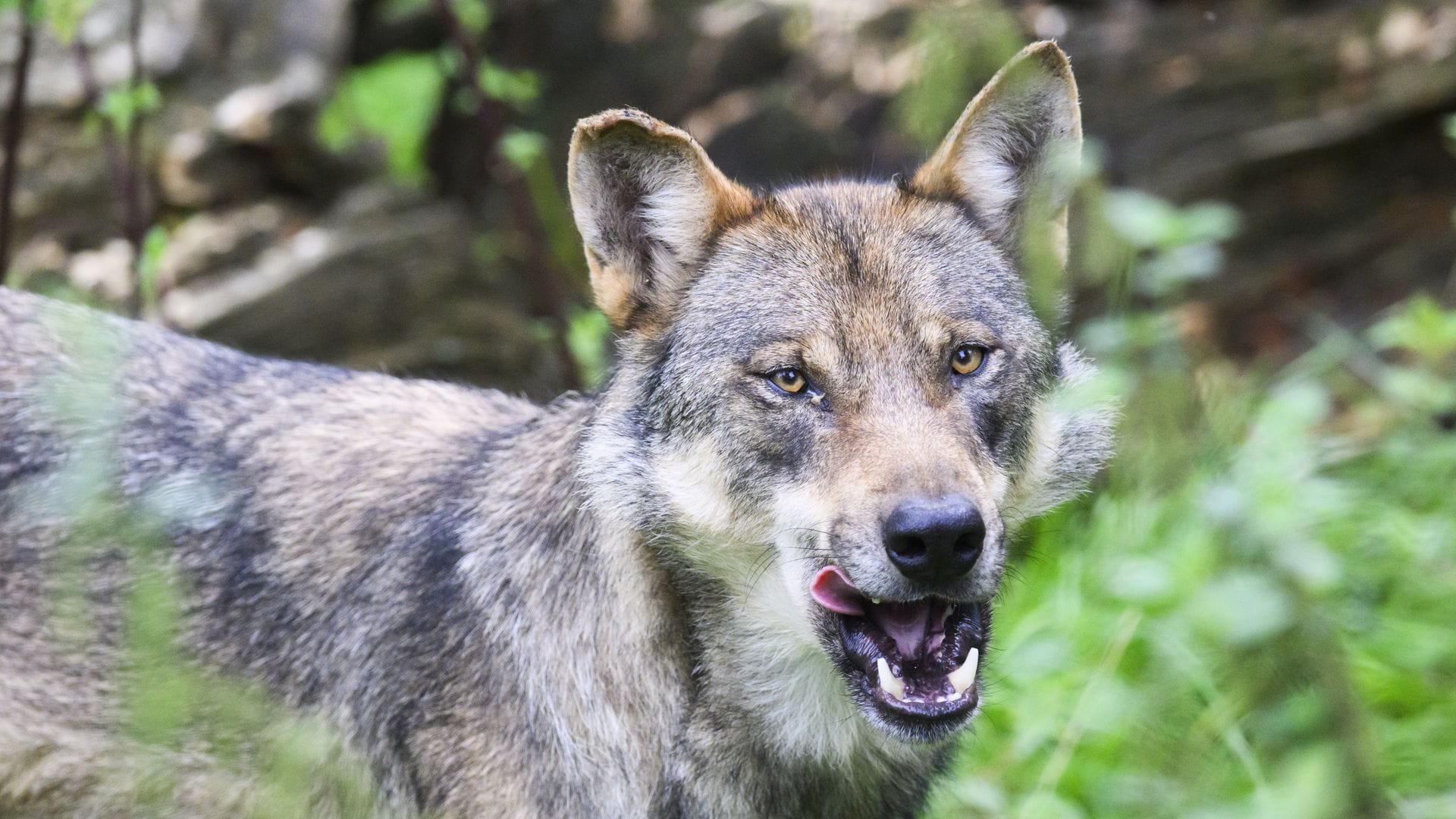 Rund um den Wolf herrscht nun Klarheit (Symbolbild).