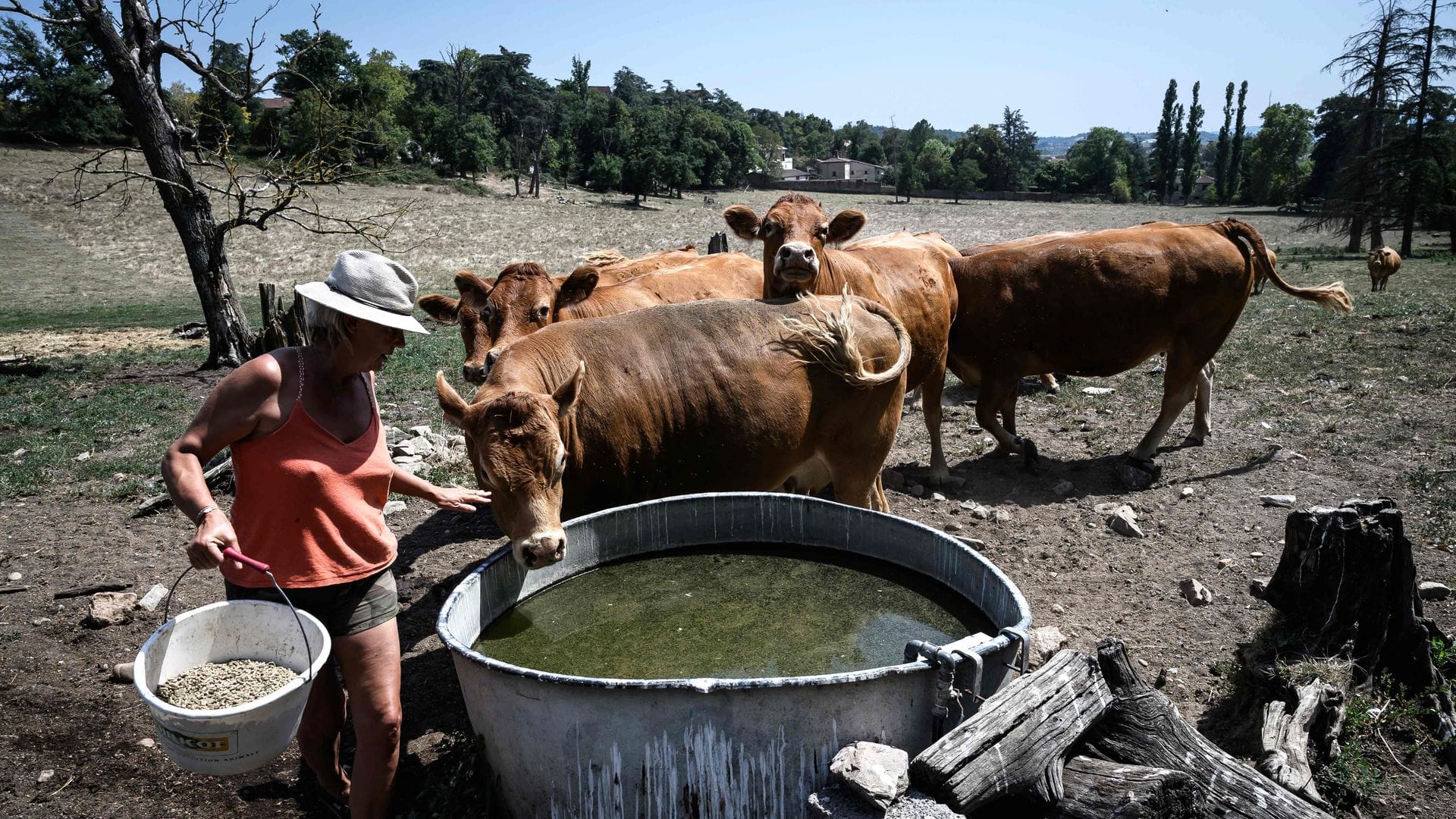 Die große Trockenheit macht in Frankreich insbesondere den Landwirten zu schaffen.