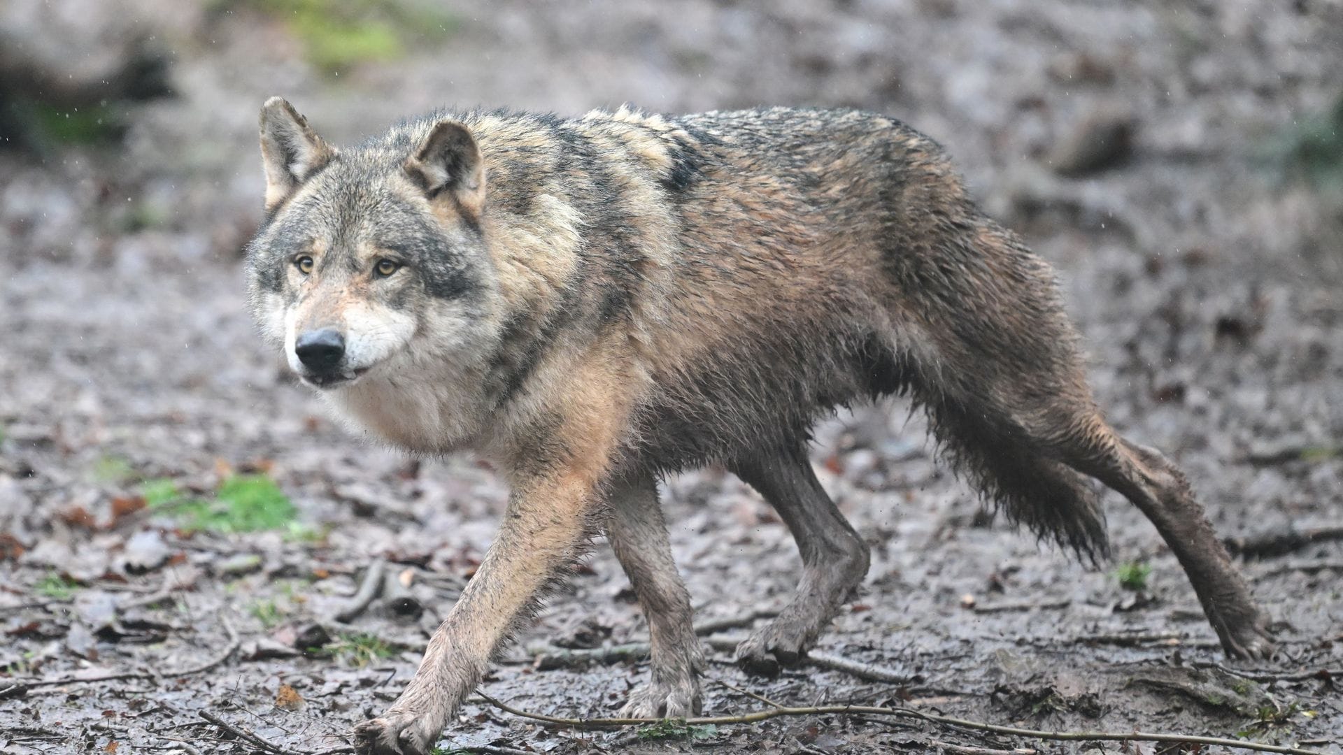 Inzwischen leben 350 Wölfe in der Schweiz. (Symbolfoto)