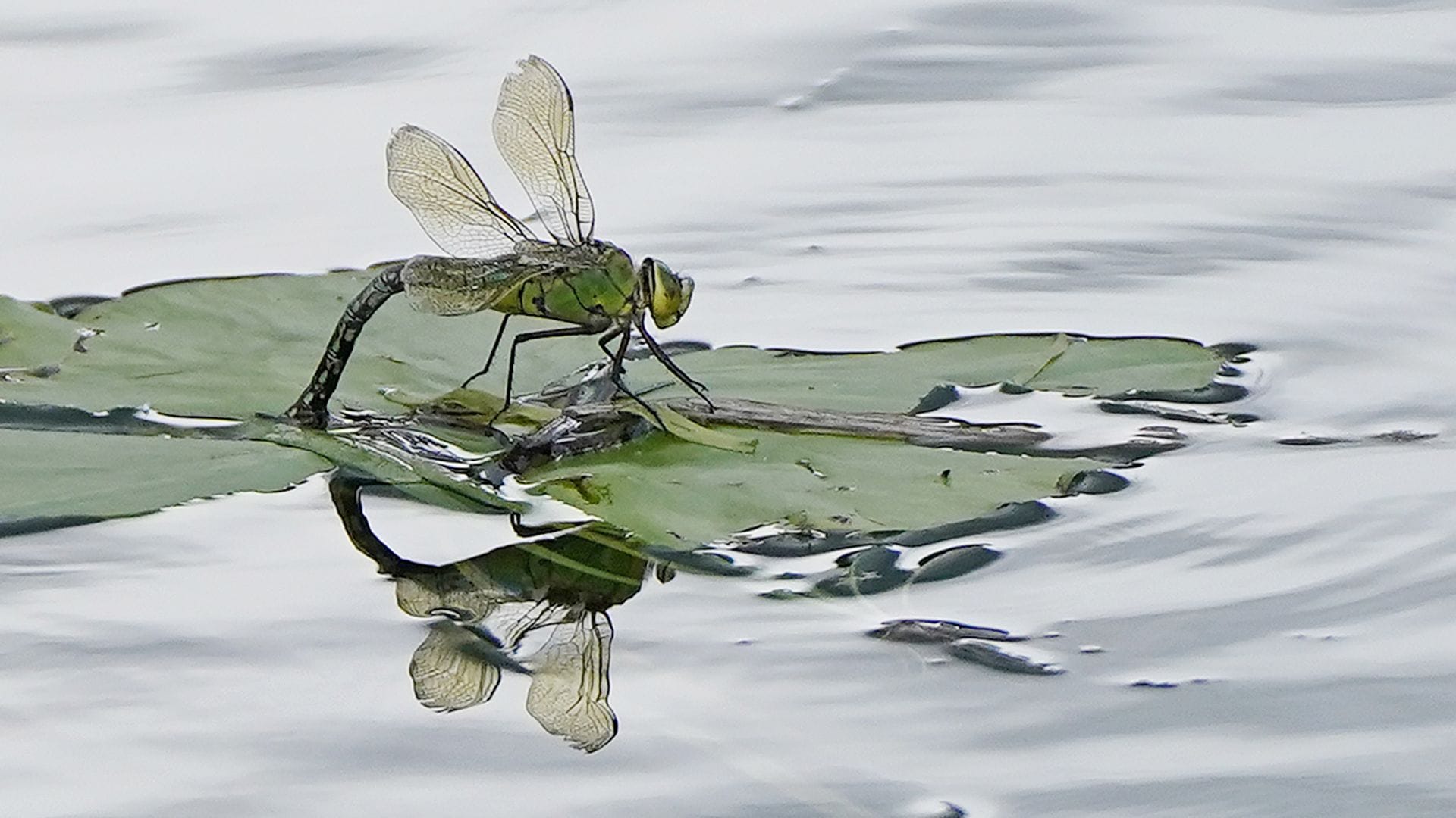 Für Insekten sind Pyrethroide, die unter anderem in Pflanzenschutzmitteln stecken, besonders gefährlich. (Archivbild)
