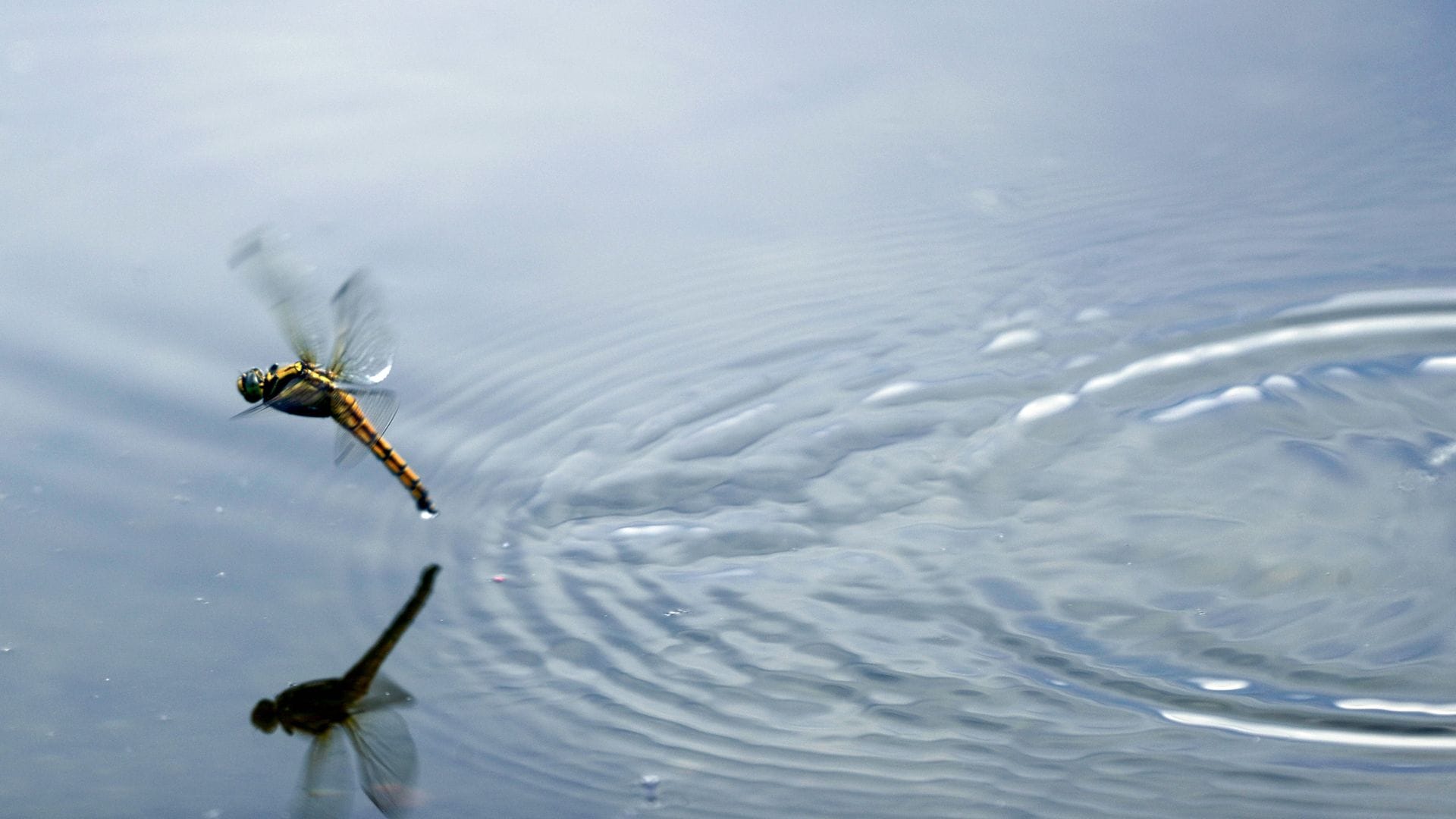 Die Larven der Libellen leben meist am Gewässergrund oder zwischen Wasserpflanzen. (Archivbild)