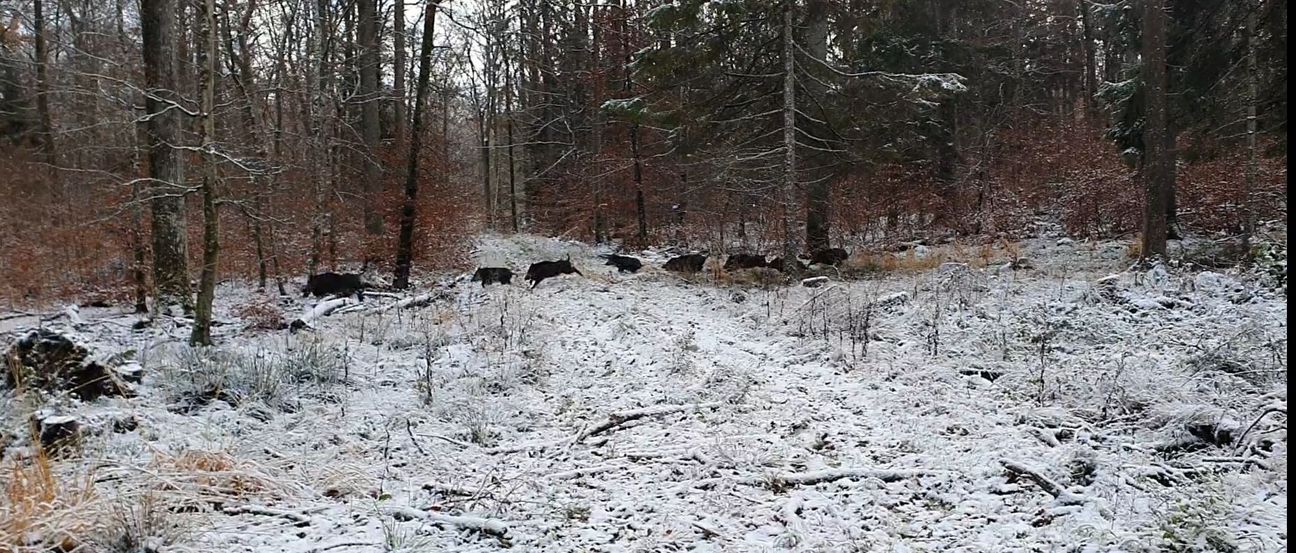 Eine Rotte mit acht Wildschweinen brettert über die verschneite Lichtung.       Bild: Wegner