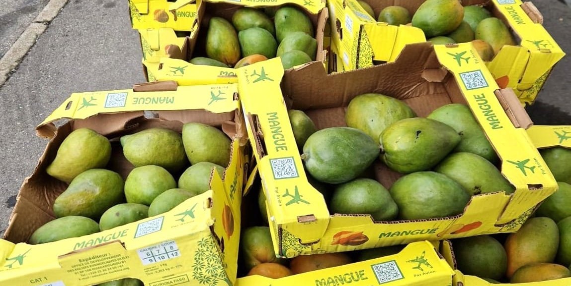 Die grünen Mangos waren innen reif. Aber es waren zu wenige.